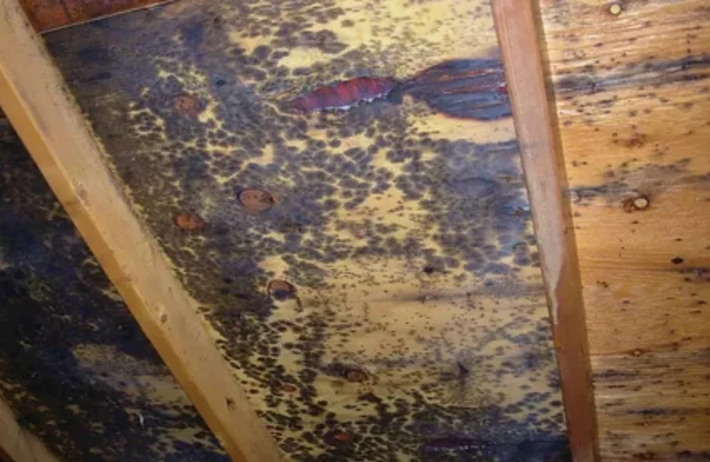 Mold on Attic Insulation What It Means & What to Do