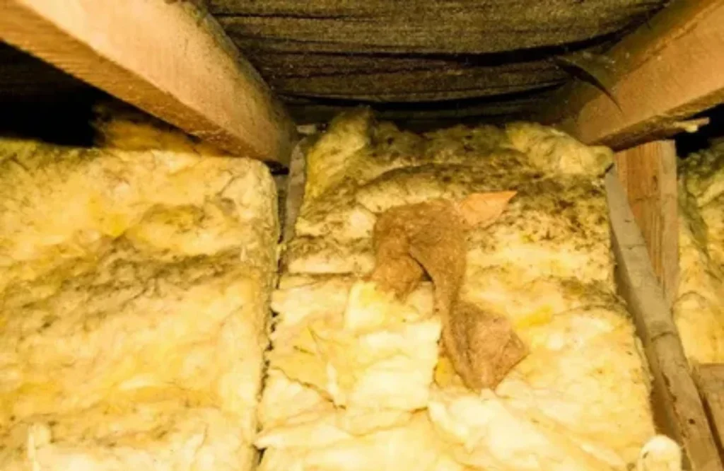 Mold on Attic Insulation What It Means & What to Do